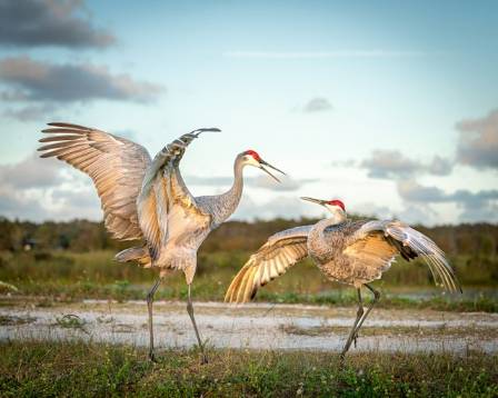Sandhill Cranes and the “Orchestra of Evolution”