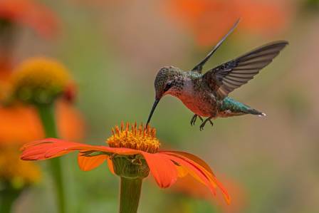 Hummingbirds have underdeveloped legs, so they cannot walk.