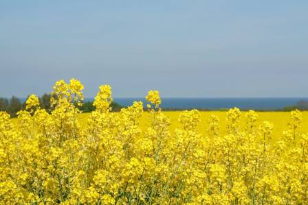 The Stunning Golden Rapeseed Fields of the Cotswolds