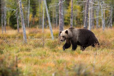 Interesting facts about brown bears