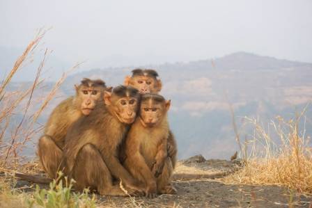 The Odd Looking Golden Snub-Nosed Monkey