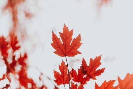 Maple Leaves in Full Fall Foliage Colors