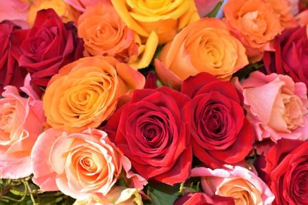 Everything You Need to Know About Roses