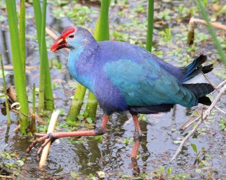 The Purple Swamphen
