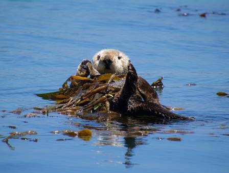 Sea Otter Protection: A Key to Mitigating Climate Change Impacts on Arctic Marine Ecosystems