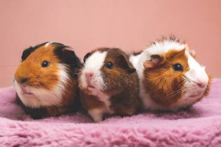 Guinea Pig Care for Pet Owners