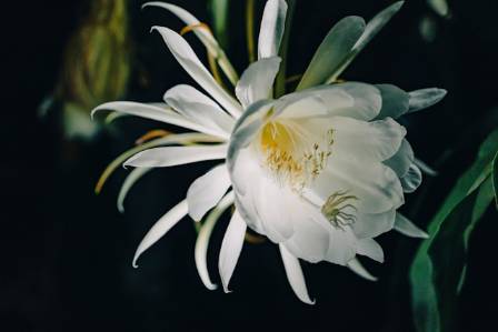 Epiphyllum, Queen of the Night