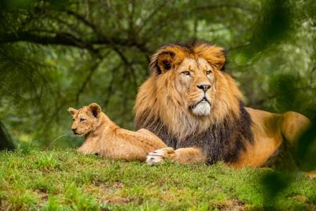 5 Things You Need To Know About Lions