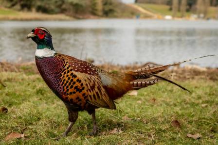 The Green Pheasant: A Rare Beauty at Risk