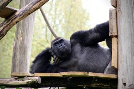 What’s the biggest gorilla ever recorded?