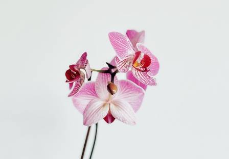Phalaenopsis Orchid Care