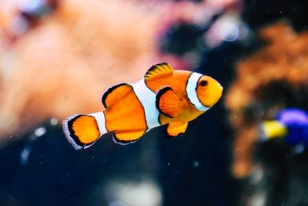 Facts About Clownfish