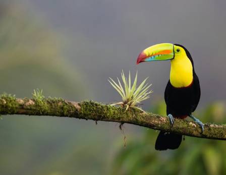 Knowing Bird Toucan, A Colorful Icon of the Rainforest