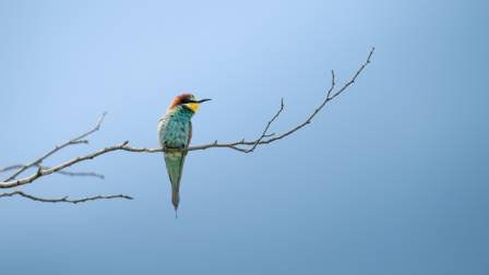 Blue-breasted Bee-eater