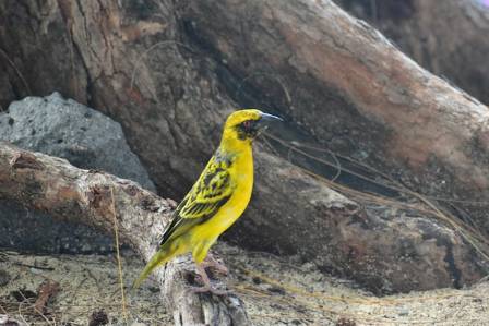 Himalayan Finch: A Tiny Bird of the High Mountains