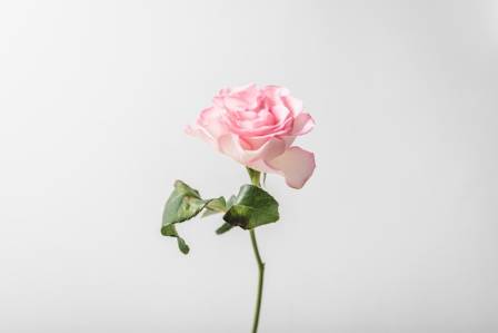15 Rose Varieties for Your Garden