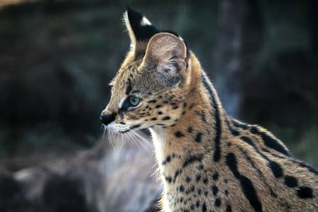 What Is a Serval?