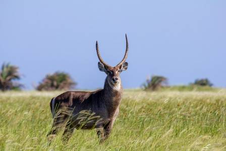 The Uniqueness of Waterbuck
