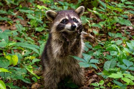 Raccoons: Clever Survivors of the Wild and Urban World