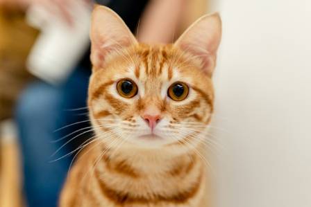 Why Orange Cats Are So Special?