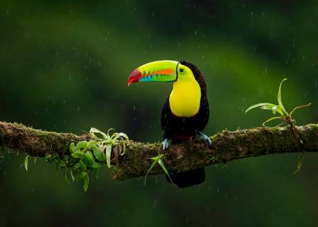 Exploring the Life of Toucans