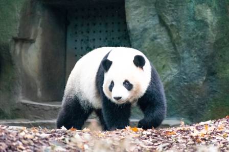 The Giant Panda: A Black-and-White Icon of Conservation