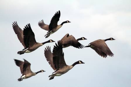 The Canada Goose Uncovered