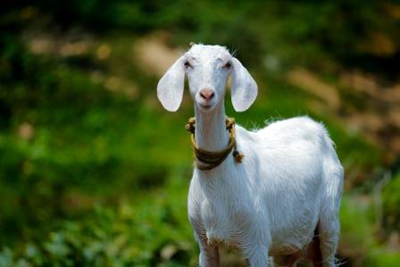 Eight Fascinating Realities Regarding Goats