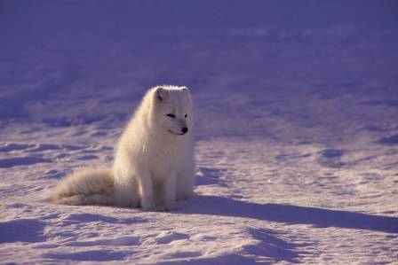 Eleven Reasons Arctic Foxes Are the Coolest