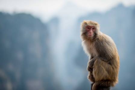 The Intelligent Social Monkeys You Need to Know About