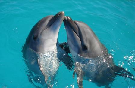 Discover the Most Intelligent Marine Creatures and See if You Can Outsmart an Octopus
