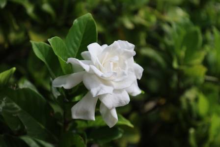 Gardenia Guide: Everything You Need To Know