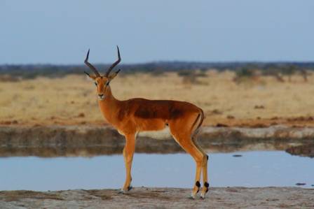 Fun Antelope Facts for Kids