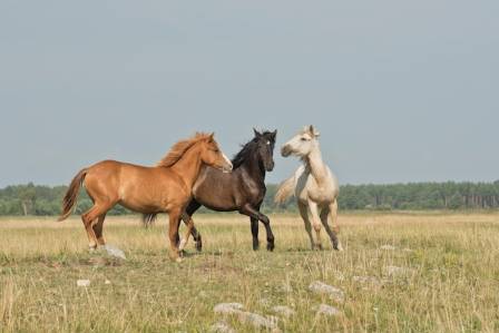 Essential Horse Care: A Comprehensive Guide for Responsible Ownership