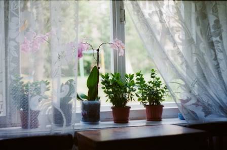 The Best Plants for Windowsill Gardens