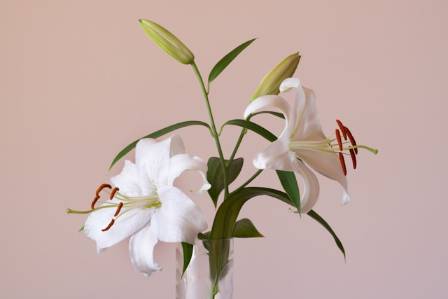 Fascinating Facts About Lilies