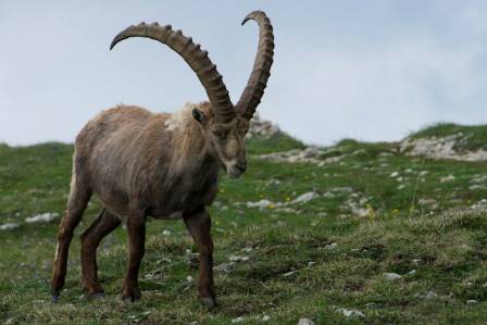 Alpine Ibex: A Majestic Mountain Survivor