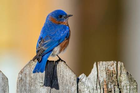 Blue Beauties: Meet The Eastern Bluebird