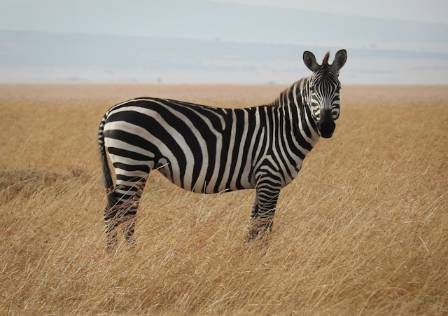 Stripe Thought: The World’s 8 Most Amazing Zebras