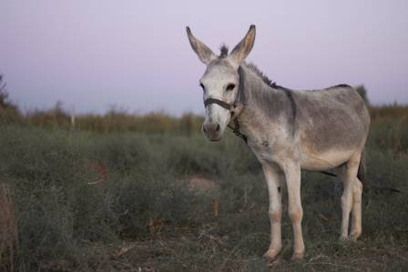 Curious and Remarkable Facts About Donkeys