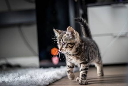 The Most Fascinating Tabby: Curious Facts About Tabby Cats