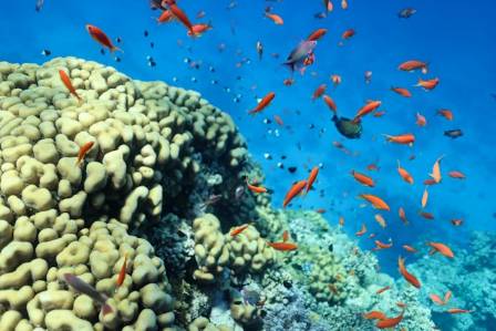 What does the scenery on the ocean floor look like?