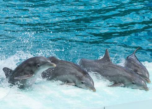 Dolphins: The Carnivorous Maestros of the Oceans