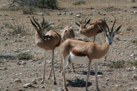 Types of Antelope Around the World