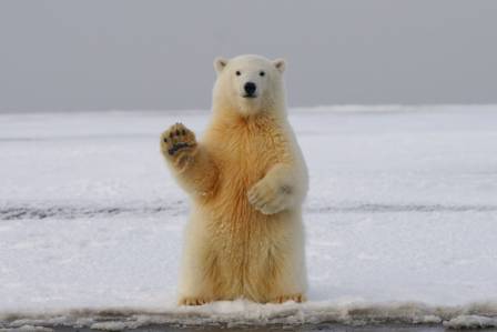 Polar Bears: Giants of the Arctic