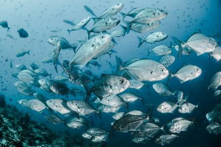 Silver Pomfret: The Disappearing Treasure of the Indian Coast