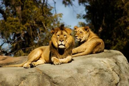 African Lion: The Powerful Predator of the Savannah